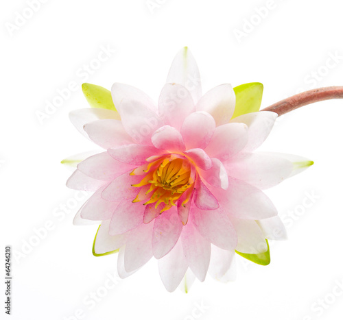 Lotus flower isolated white background