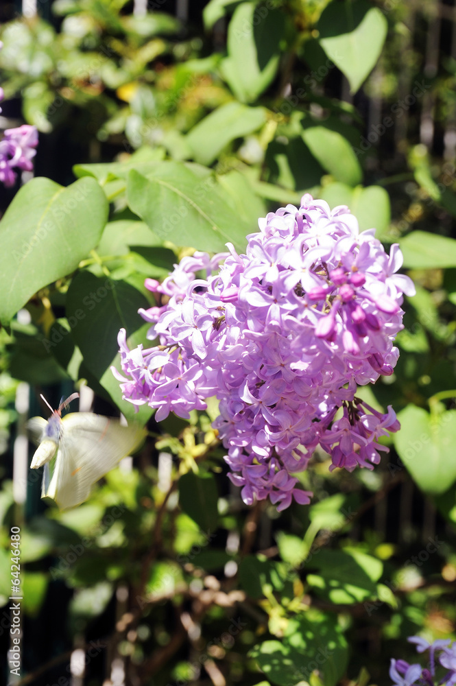 Lilac Lilac