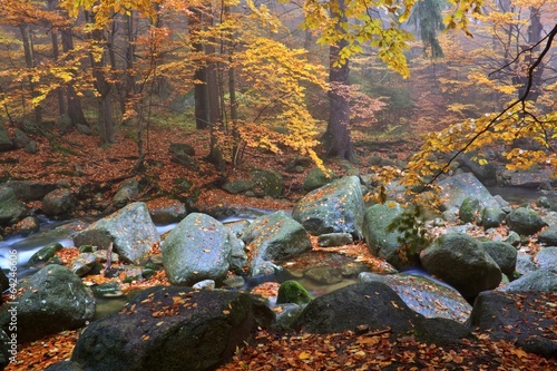 Autumn stream in the forest in misty day