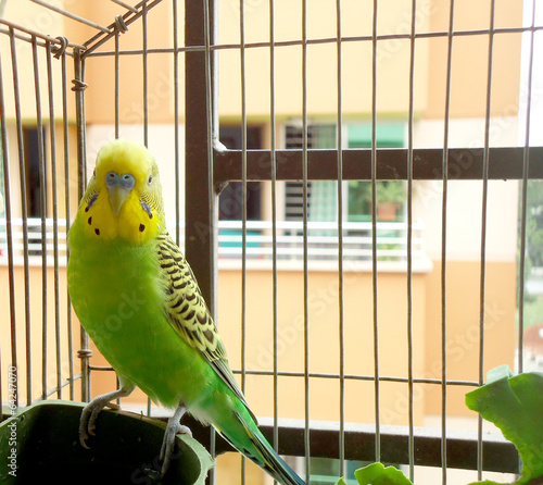 Cute budgerigar sitting inside a cage