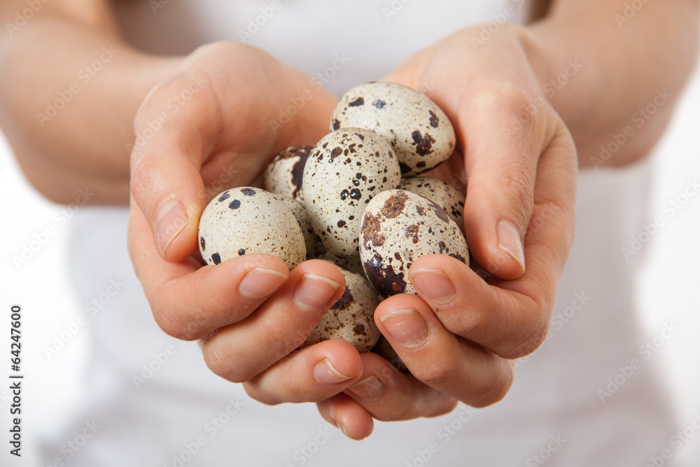 Quail eggs in hands