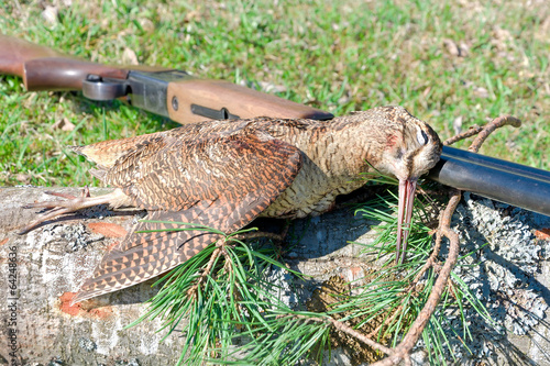Photo trophy - woodcock closeup