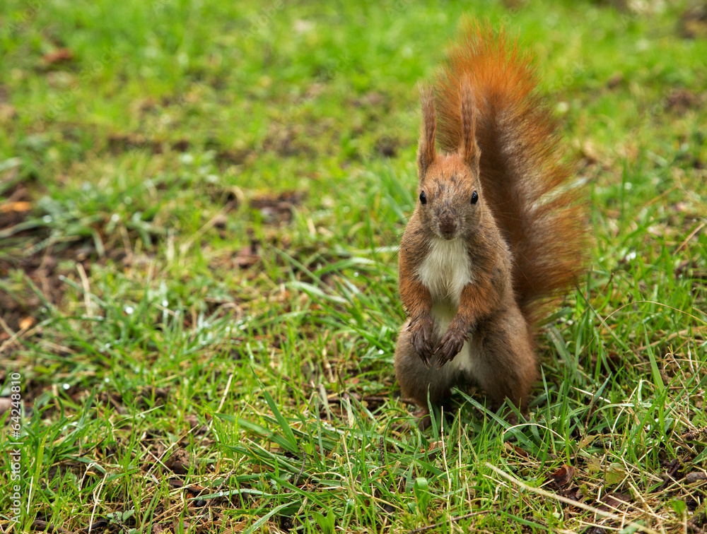 squirrel squirrel