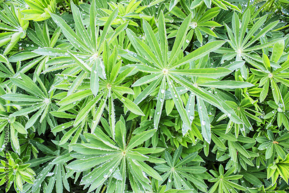 Green Wet Leaves Photo with Water Drops Green Wet Leaves Photo with Water Drops