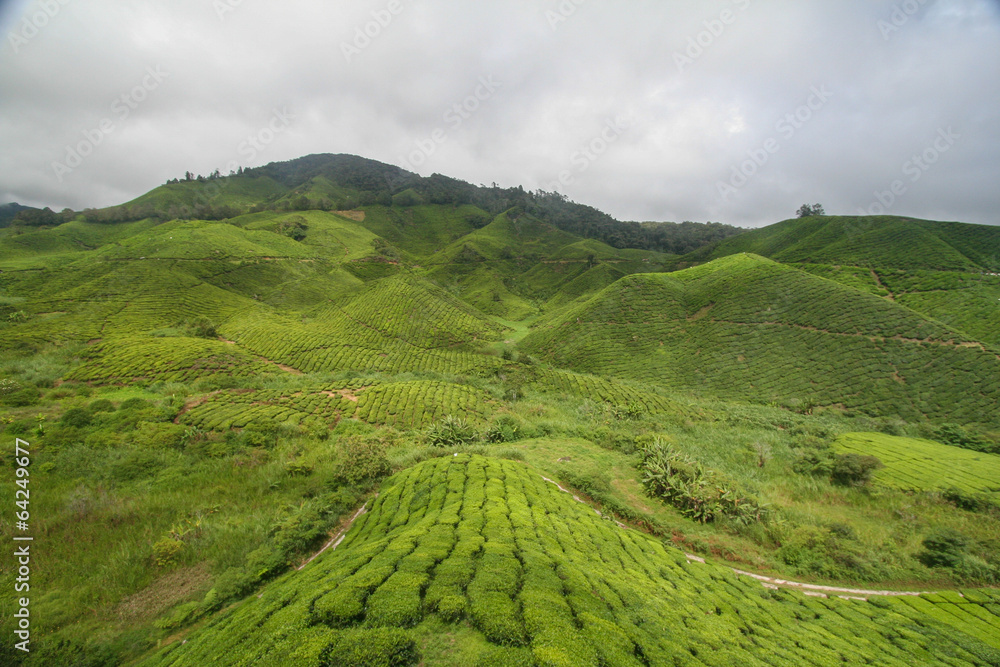Obraz premium tea plantation