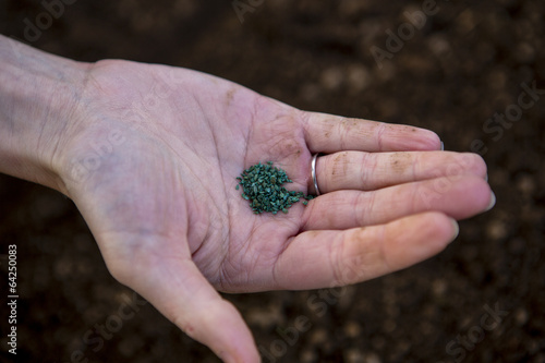 woman hand sowing seed