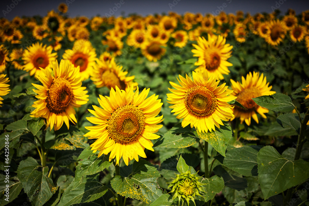 Sunflowers Sunflowers