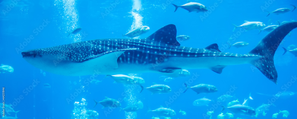 Fototapeta premium whale sharks swimming in aquarium with people observing