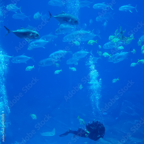 scuba diver with fish exploring in ocean
