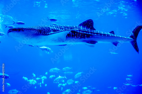 whale sharks swimming in aquarium with people observing © digidreamgrafix