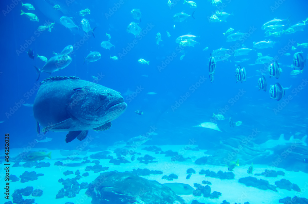 Fototapeta premium giant grouper fish looking at diver