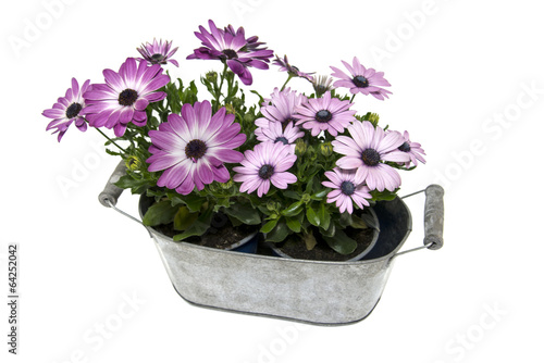 Fototapeta Naklejka Na Ścianę i Meble -  metal pot with spanish daisy