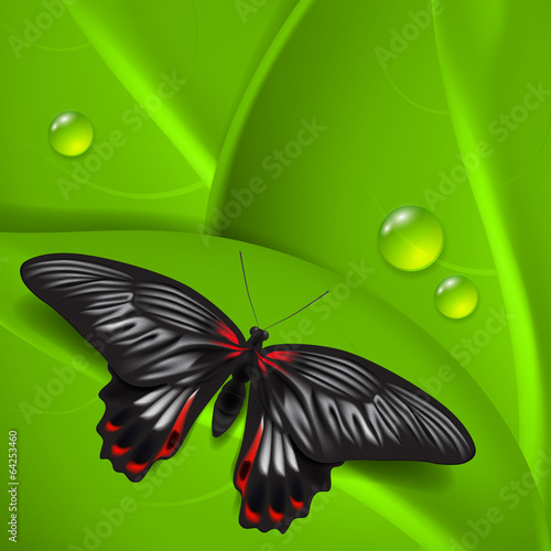 Green background with butterfly and dew photo