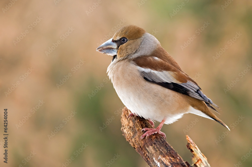 Hawfinch Hawfinch