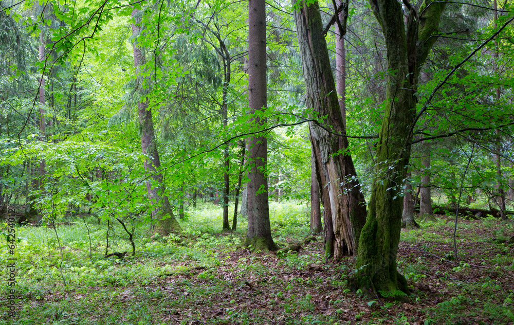 Group of old trees and old natural deciduous stand Group of old trees and old natural deciduous stand