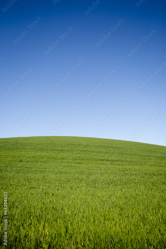 Meadow with blue cloudless sky