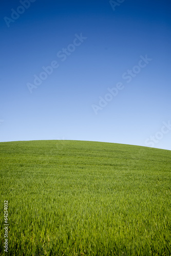 Meadow with blue cloudless sky