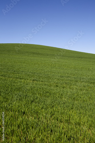 Meadow with blue cloudless sky photo