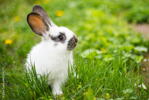rabbit in green grass Fototapet
