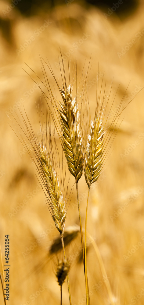 wheat ears - the ears of mature yellow wheat photographed by a close up wheat ears - the ears of mature yellow wheat photographed by a close up