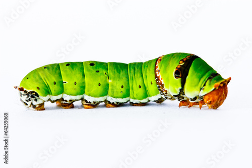 Caterpilla  in isolated on white background