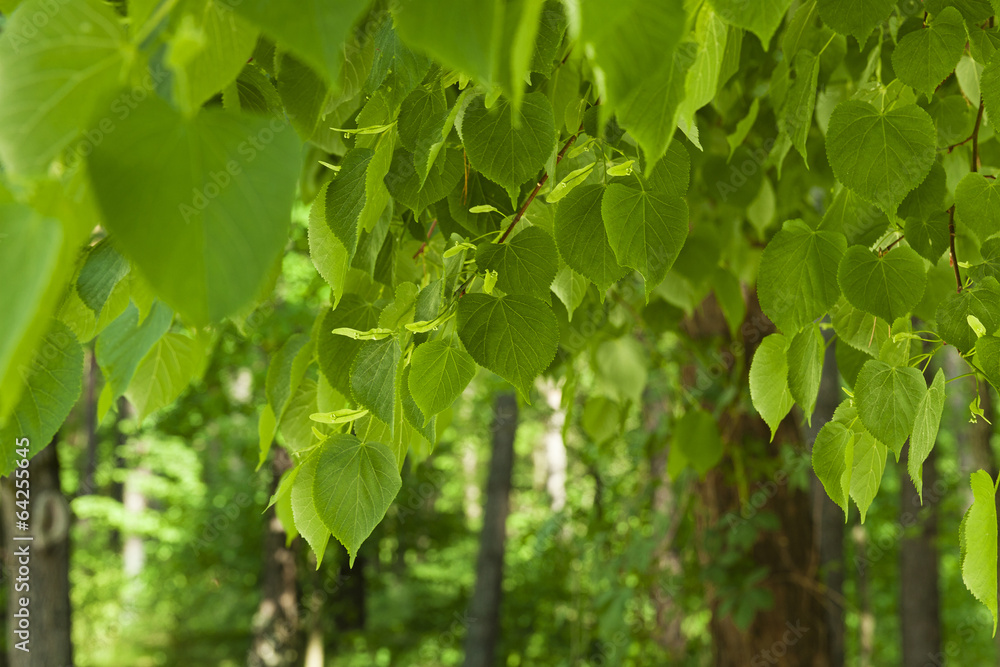 green foliage - green foliage of a linden in a spring season. focus on foliage green foliage - green foliage of a linden in a spring season. focus on foliage