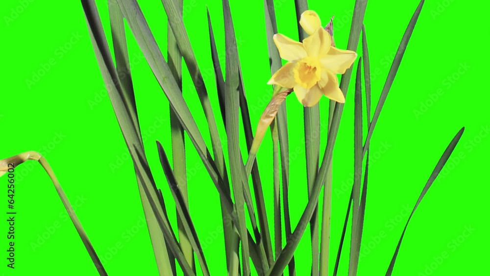 Yellow narcissus blossom buds green screen, FULL HD Yellow narcissus blossom buds green screen, FULL HD