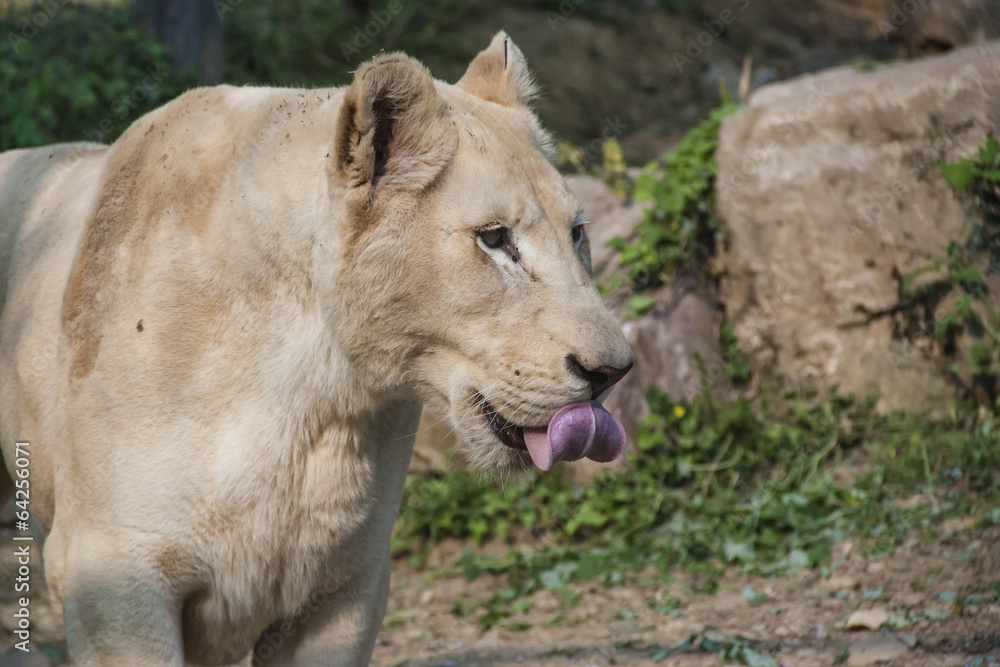 Obraz premium Leonessa
