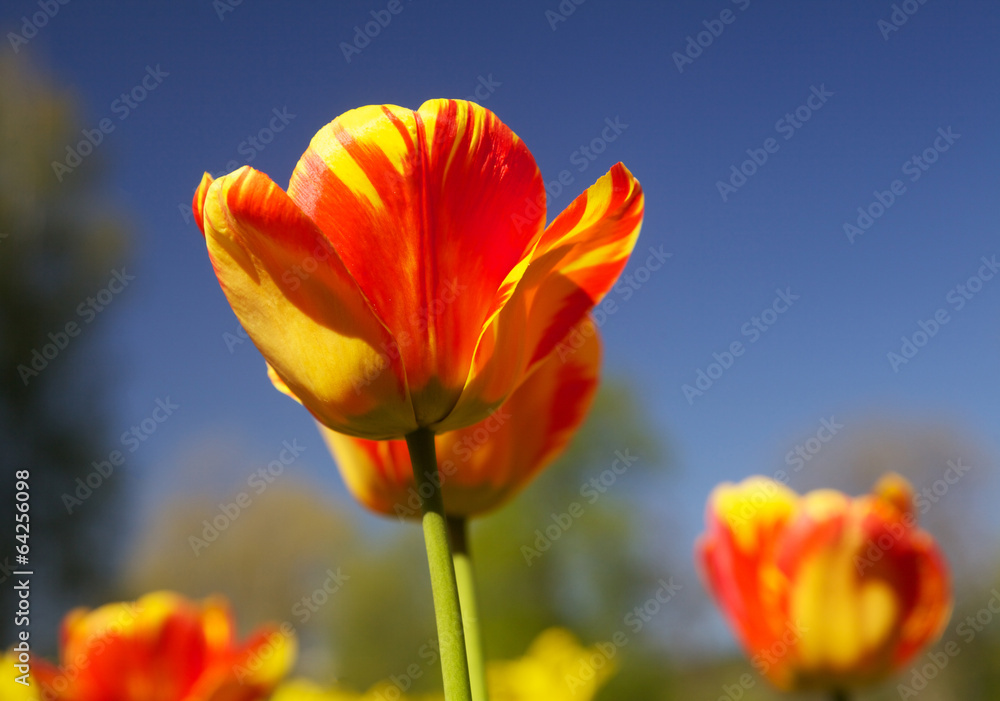 Obraz premium Tulips in spring sun