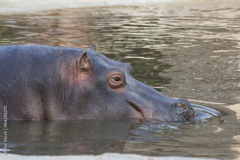 Ippopotamo Ippopotamo