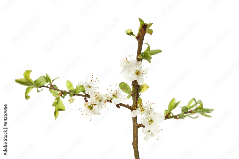 Blackthorn Blackthorn