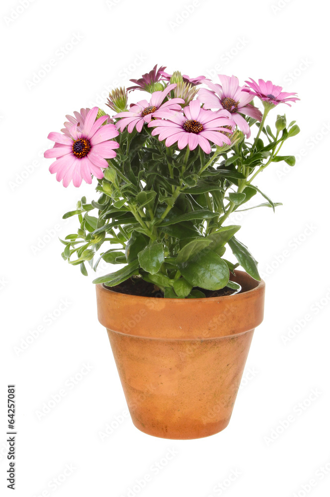 Osteospermum Osteospermum