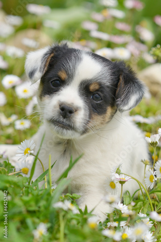 chiots mignons dans la prairie au printemps photo