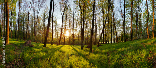 Spring forest panorama with sun #64257441