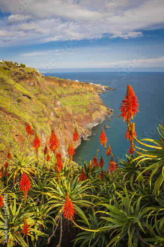 Fotografi Red flower on coastal and ocean view near Funchal