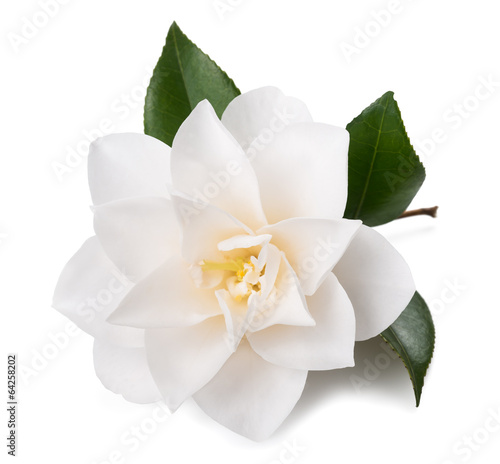 Fototapeta Naklejka Na Ścianę i Meble -  camellia