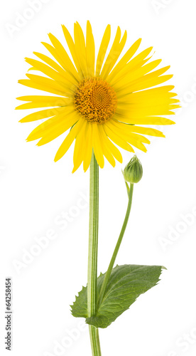 Fototapeta Naklejka Na Ścianę i Meble -  Yellow Daisy