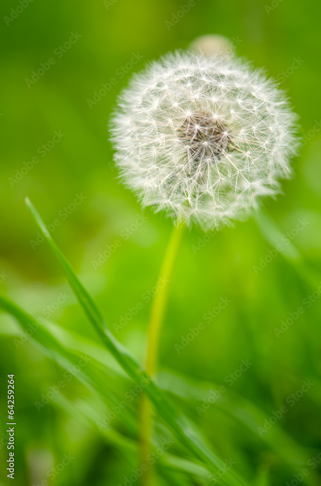 Fototapeta premium Dandelion on a green background