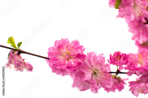Spring cherry tree blossoms