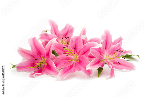 Fototapeta Naklejka Na Ścianę i Meble -  pink lily isolated