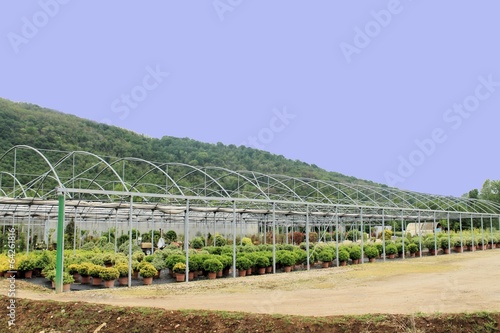 The nursery of plant and trees for gardening