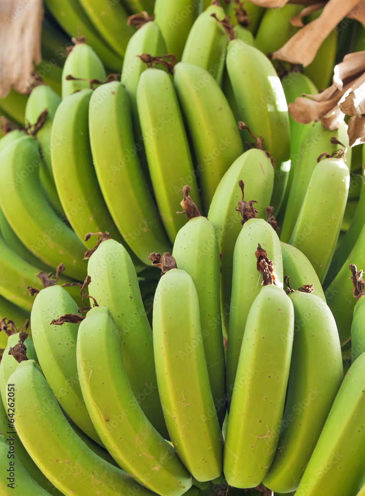 A large bunch of green bananas on a plantation in Israel A large bunch of green bananas on a plantation in Israel