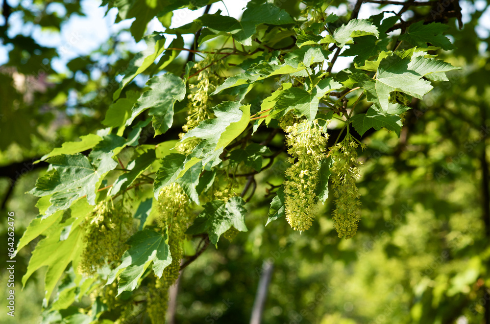 Green buds of a maple in spring Green buds of a maple in spring