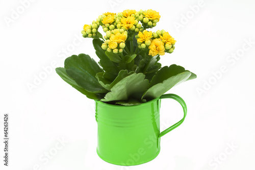 Kalanchoe flower in a green flowerpot
