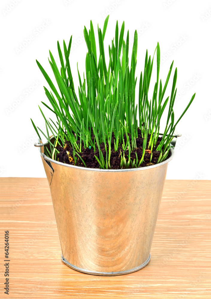 Green wheat grass in the aluminum pot Green wheat grass in the aluminum pot
