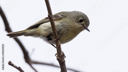 Ruby-Crowned Kinglet photo