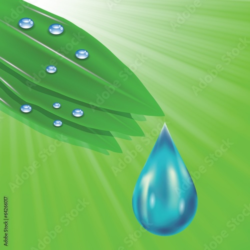 green leaves and water drops