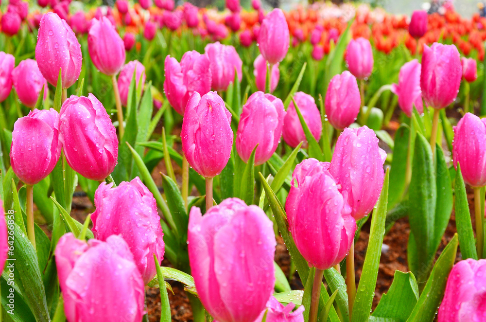 Fototapeta premium Group of Purple Tulips