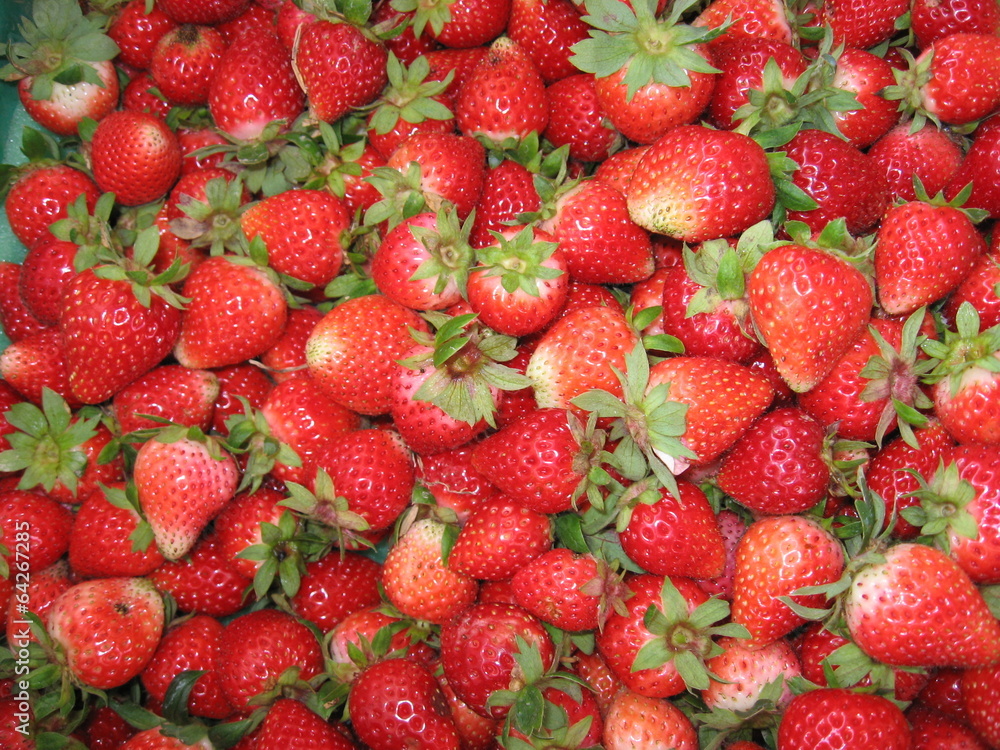 Strawberry chiangmai thailand1 Strawberry chiangmai thailand1