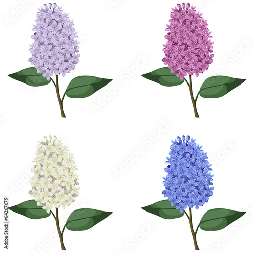 Set of multicolor lilac branches